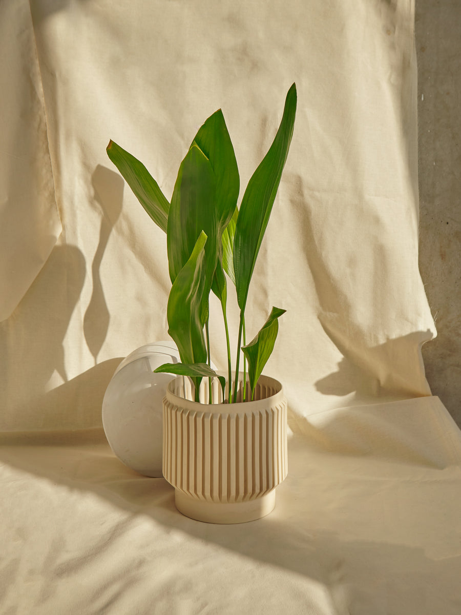 toki plant pot → Collab Pot Hubi – tōki ton
